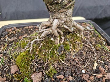 Den bonsai (Pinus) - Hoogte (boom): 35 cm - Diepte (boom):