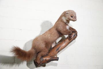 Martre des rochers - Support de corps entier pour taxidermie
