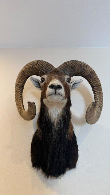 Mouflon Support mural pour taxidermie - Muflone - 60 cm - 45, Nieuw