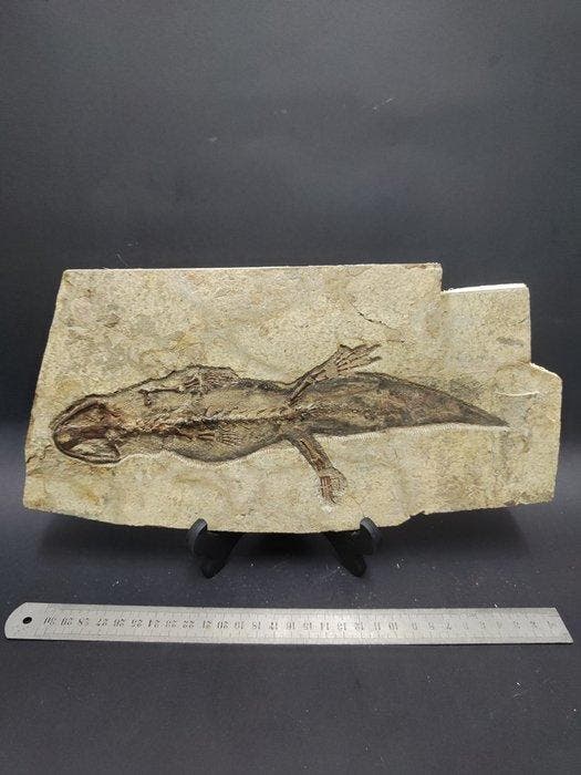 Gefossiliseerd dier - Fossil salamander - 32 cm - 14 cm, Verzamelen, Mineralen en Fossielen