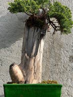 Jeneverbes bonsai (Juniperus) - Hoogte (boom): 57 cm -