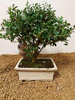 Japanese holly bonsai (Ilex crenata) - Hoogte (boom): 20 cm