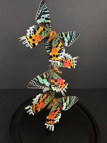 Madagaskarmaanmot Taxidermie volledige montage - Splendide