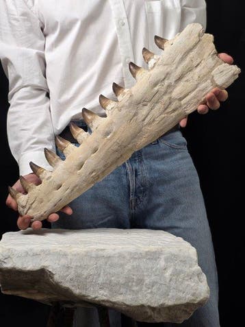 Mosasaure - Animal fossilisé - Mosasaur jaw from Morocco -, Verzamelen