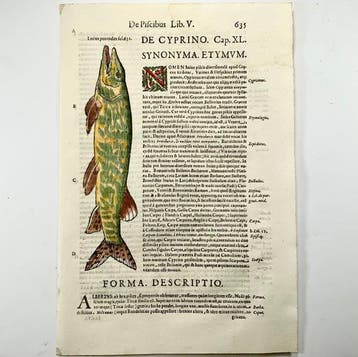 Aldrovandi; Fish, Pike [Hecht] - hand coloured folio - 1638, Antiek en Kunst