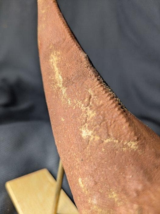 Museumkwaliteit replica - Fossiele tand - Tyrannosaurus rex, Verzamelen, Mineralen en Fossielen