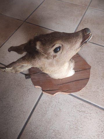 Ree Taxidermie volledige montage - Capreolus capreolus - 30, Collections, Collections Animaux