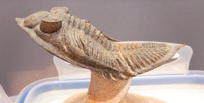 Trilobite - Squelette fossile - Odontochile (Zlichovaspis, Antiquités & Art, Curiosités & Brocante