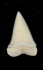 Witte haai Taxidermie volledige montage - Carcharodon, Nieuw