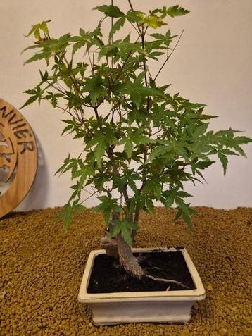 Japanese maple bonsai (Acer palmatum) - Hoogte (boom): 45 cm