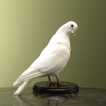 Witte Duif Taxidermie Opgezette Dieren By Max, Ophalen of Verzenden, Nieuw, Vogel, Opgezet dier