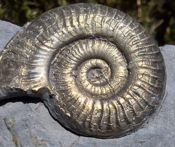 pyrite ammonite - Animal fossilisé - Arieticeras ruthenense