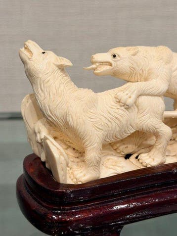 Gefossiliseerde slagtand - Mammoth Ivory - 6 cm - 18 cm