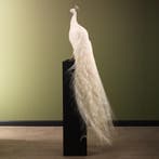 Witte Pauw Taxidermie Opgezette Dieren By Max, Ophalen of Verzenden, Opgezet dier