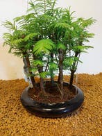 Kustmammoetboom bonsai (Sequoia) - Hoogte (boom): 24 cm -