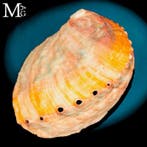 Verzamelitem Abalone-schelp - Alaska - Haliotis