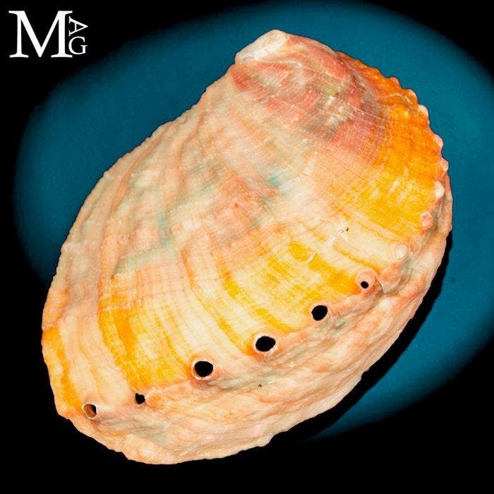 Verzamelitem Abalone-schelp - Alaska - Haliotis, Antiquités & Art, Curiosités & Brocante