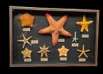 Museum collection of Indonesian starfish with their original