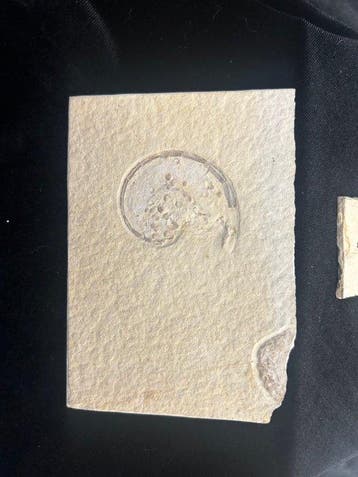 Weekdieren, dendrieten - Fossiel fragment - Ammonite e