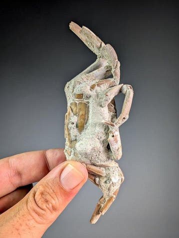 Superbe crabe fossile - Animal fossilisé - Macrophtalmus sp.