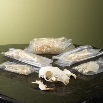 Agoeti Skelet Taxidermie Opgezette Dieren By Max, Ophalen of Verzenden, Nieuw, Wild dier, Opgezet dier