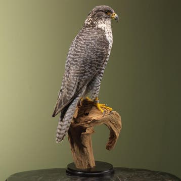 Giervalk Taxidermie Opgezette Dieren By Max, Ophalen of Verzenden, Opgezet dier