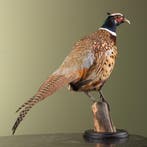 Fazant Taxidermie Opgezette Dieren By Max, Ophalen of Verzenden, Opgezet dier