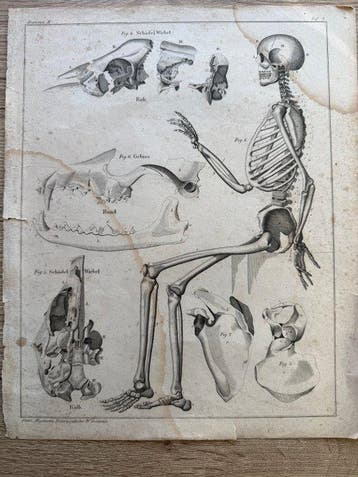 Lorenz Oken (XIX) - 8 grote Anatomische gravures