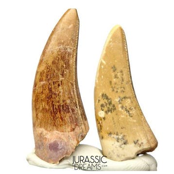 Uitstekende set van 2 megalosauride cf Afrovenator theropode