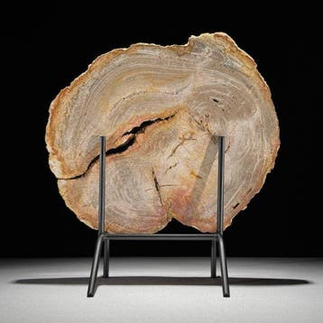 Prachtige snede van versteend hout op een op maat gemaakte, Verzamelen