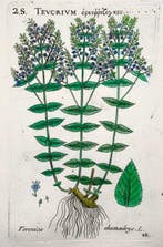Pierre Richer de Belleval - Lot of 3 engravings. Botany: