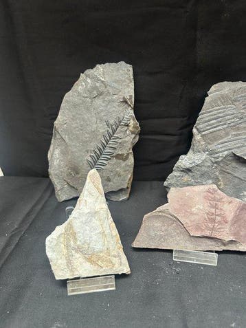 Gefossiliseerde plant (Zonder minimumprijs)