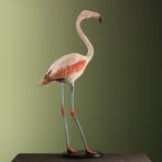 Grote Flamingo Taxidermie Opgezette Dieren By Max, Verzamelen, Ophalen of Verzenden, Nieuw, Vogel, Opgezet dier