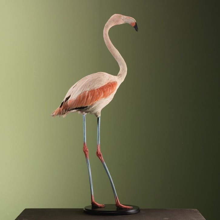Grote Flamingo Taxidermie Opgezette Dieren By Max, Collections, Collections Animaux, Enlèvement ou Envoi