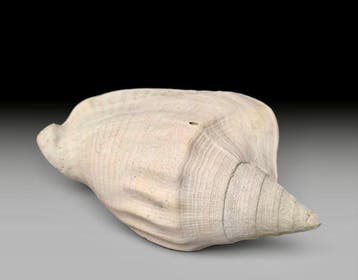 Gastropode - Gefossiliseerde schelp - Macrostrombus leidyi