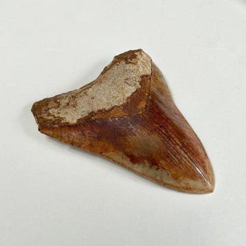 Mégalodon - Dent fossile - 140 mm - 104 mm, Collections