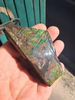 Ammolite - Fragment fossilisé - Placenticeras - 8.7 cm - 4.6