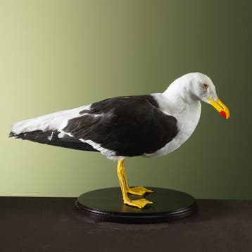 Meeuw Taxidermie Opgezette Dieren By Max, Ophalen of Verzenden, Opgezet dier