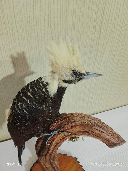 charpentier, touffe couleur paille Support de corps entier, Collections, Collections Animaux