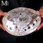 Schelp - Haliotis rufescens - Grote parelmoerschelp -, Verzamelen, Mineralen en Fossielen