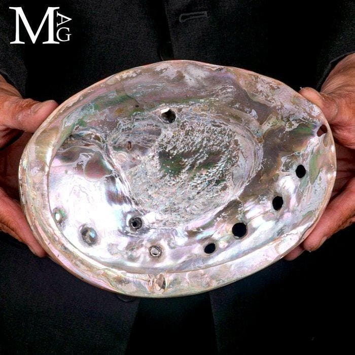 Schelp - Haliotis rufescens - Grote parelmoerschelp -, Verzamelen, Mineralen en Fossielen