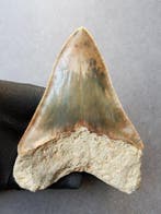 Megalodon - Fossiele tand - 115 mm - 86 mm