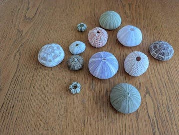 Oursin Coquillage marin - Tripneustes (Sans prix de réserve)