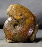 Ammonite colorée et décorative - autoportante - Animal