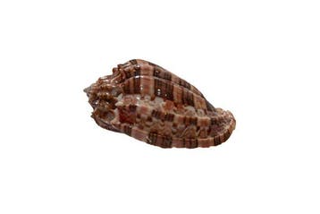 Echte harpschelp (Harpa harpa) | Elegant verzamelobject |, Nieuw