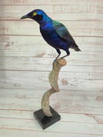 Spreeuw Taxidermie volledige montage - Lamprotornis, Verzamelen, Nieuw