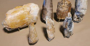 Wolharige mammoet - Gefossiliseerde slagtand