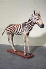 Fine Plains Zebra Veulen - Taxidermie volledige montage -