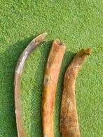 Mammouth laineux - Côte fossilisée - Mammuthus primigenius -