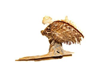 Exclusieve schelpenset: Malleus malleus (hameroester) &, Nieuw